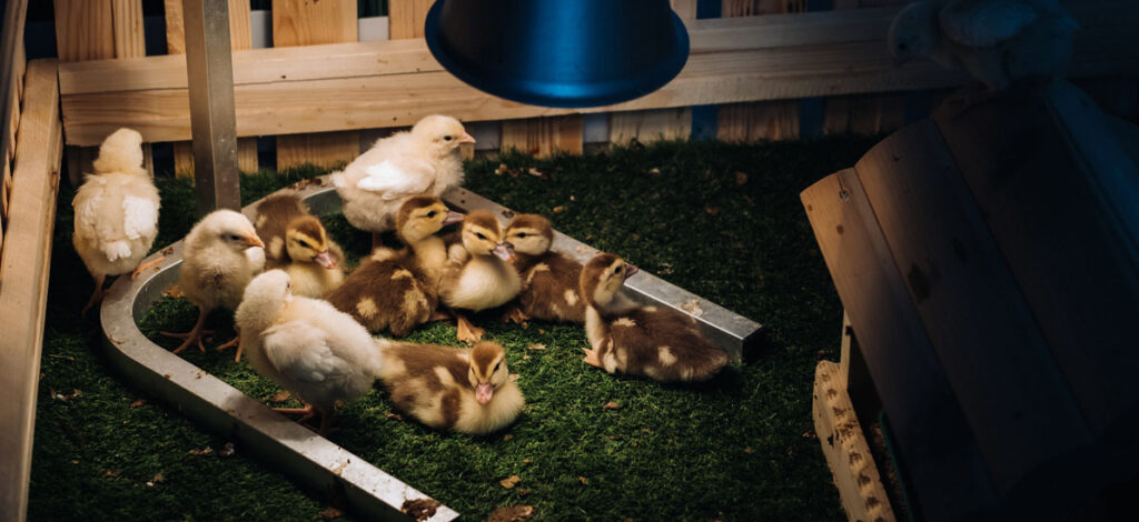 Stainless_LIFESTYLE_BrooderArea