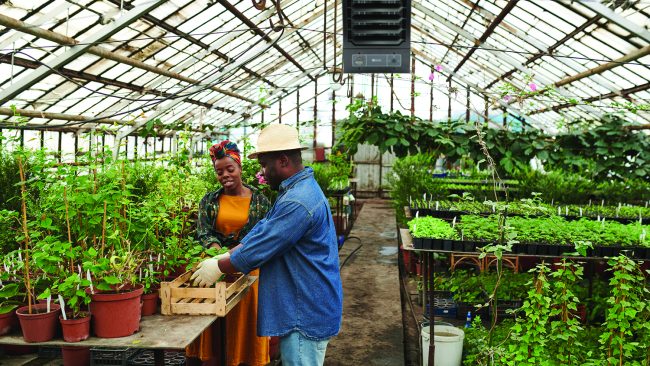 Farmers working in greenhouse Two farmers planting seedlings together in the greenhouse