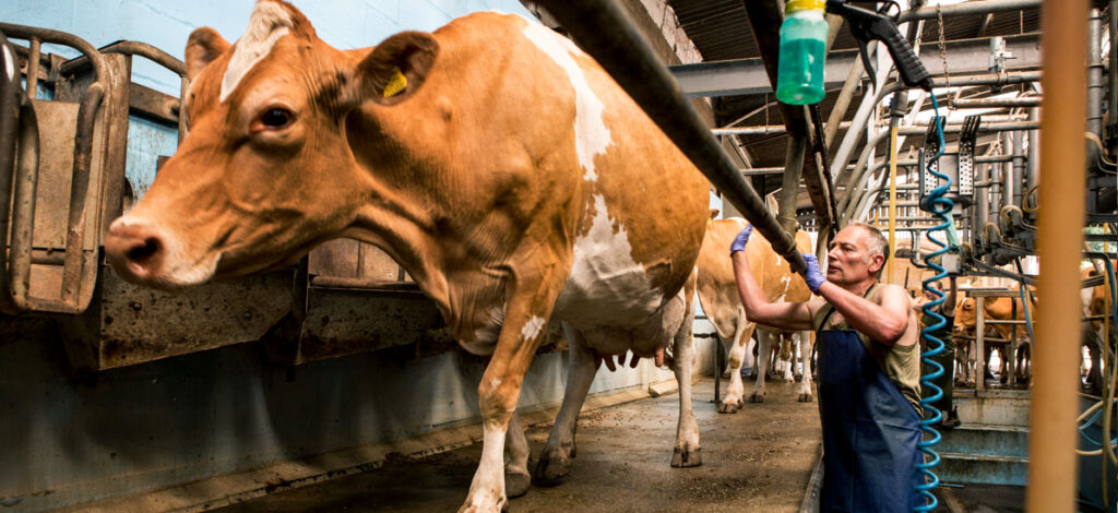 Stainless_LIFESTYLE_DairyFacility