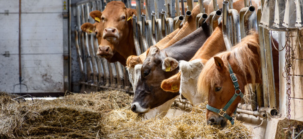 Stainless_LIFESTYLE_Livestock Housing